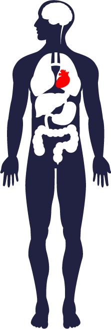 A profile illustration of the human body, focusing on the brain, digestive organs, heart and lungs
